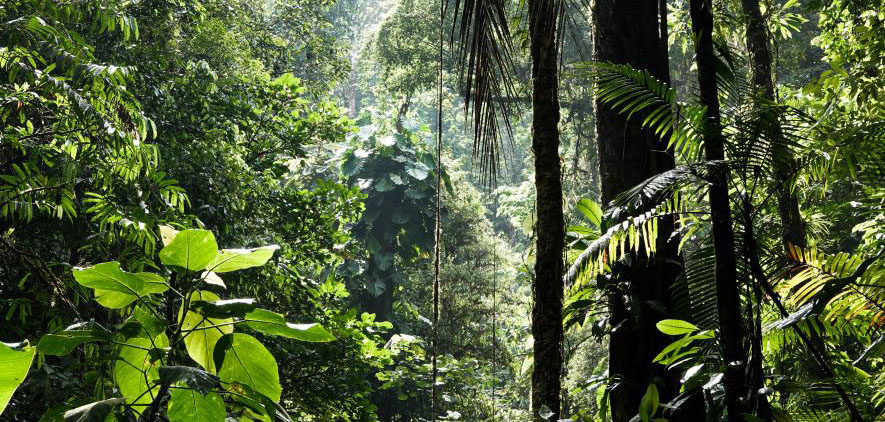 Tropical rainforest is under threat. According to new data collected by the University of Maryland, the tropics lost 10% more primary rainforest in 2022 than in 2021. Tropical rainforest is under threat. According to new data collected by the University of Maryland, the tropics lost 10% more primary rainforest in 2022 than in 2021.