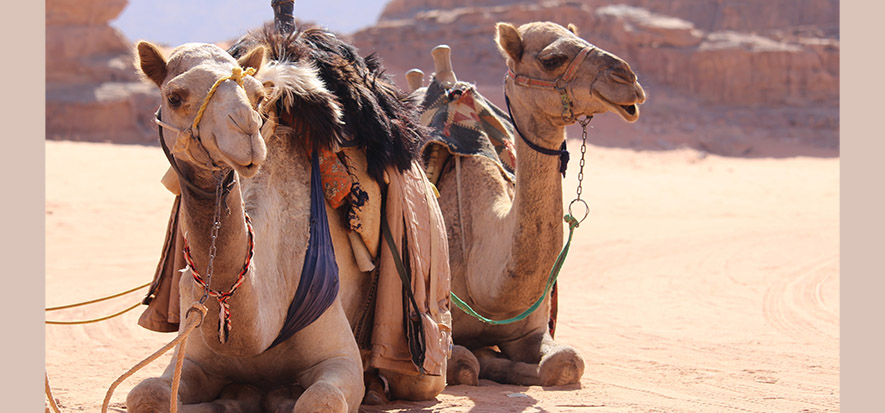 Photo: Laith Abushaar/Unsplash