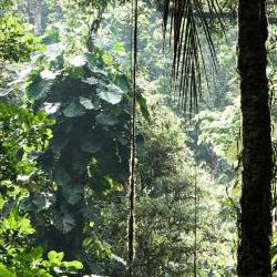 Tropical rainforest is under threat. According to new data collected by the University of Maryland, the tropics lost 10% more primary rainforest in 2022 than in 2021.