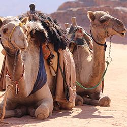 Image of two camels