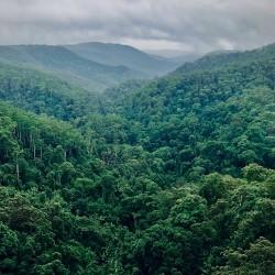 Rainforest image by Conscious Design / Unsplash