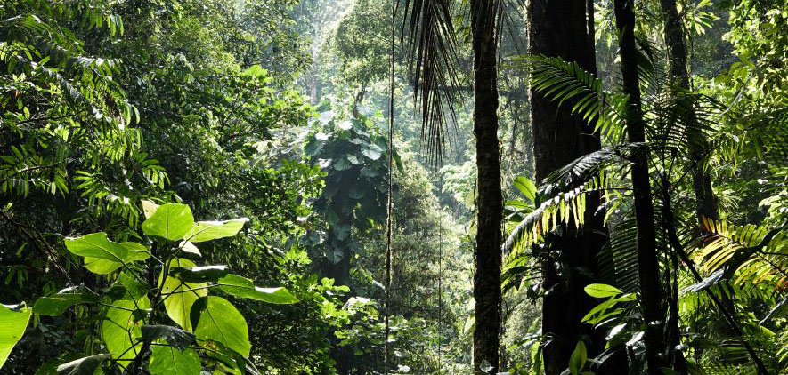 Tropical rainforest is under threat. According to new data collected by the University of Maryland, the tropics lost 10% more primary rainforest in 2022 than in 2021.